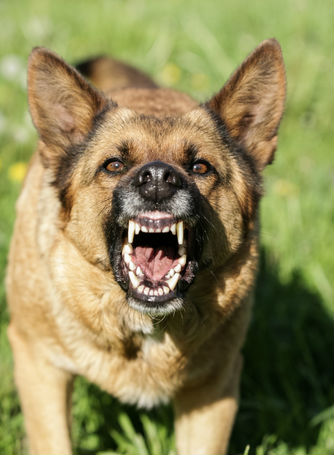 Aggressive Dog